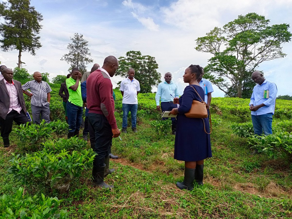RWEBITABA ZARDI tweet media
