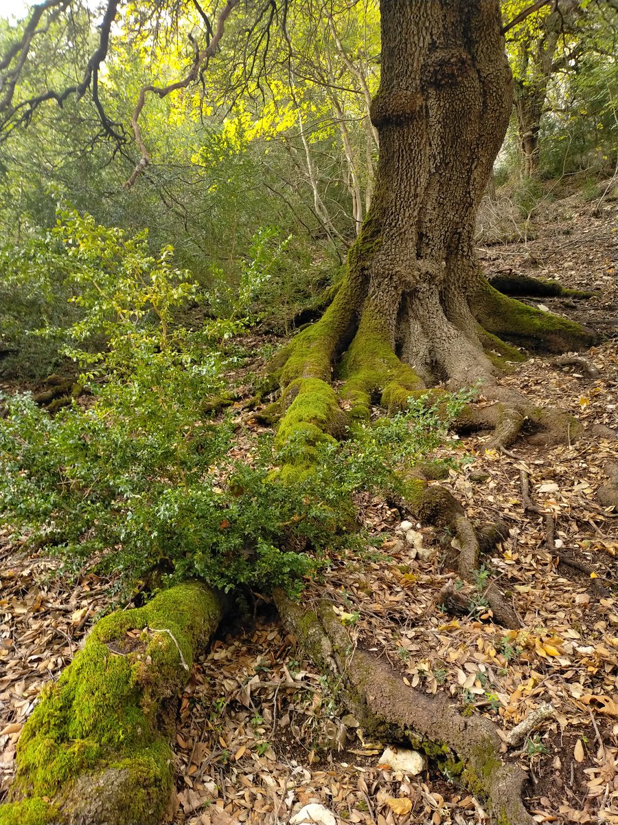 e13sirio's tweet photo. Caprichosas encinas de #Basaula #Navarra https://t.co/r913P8cmoi