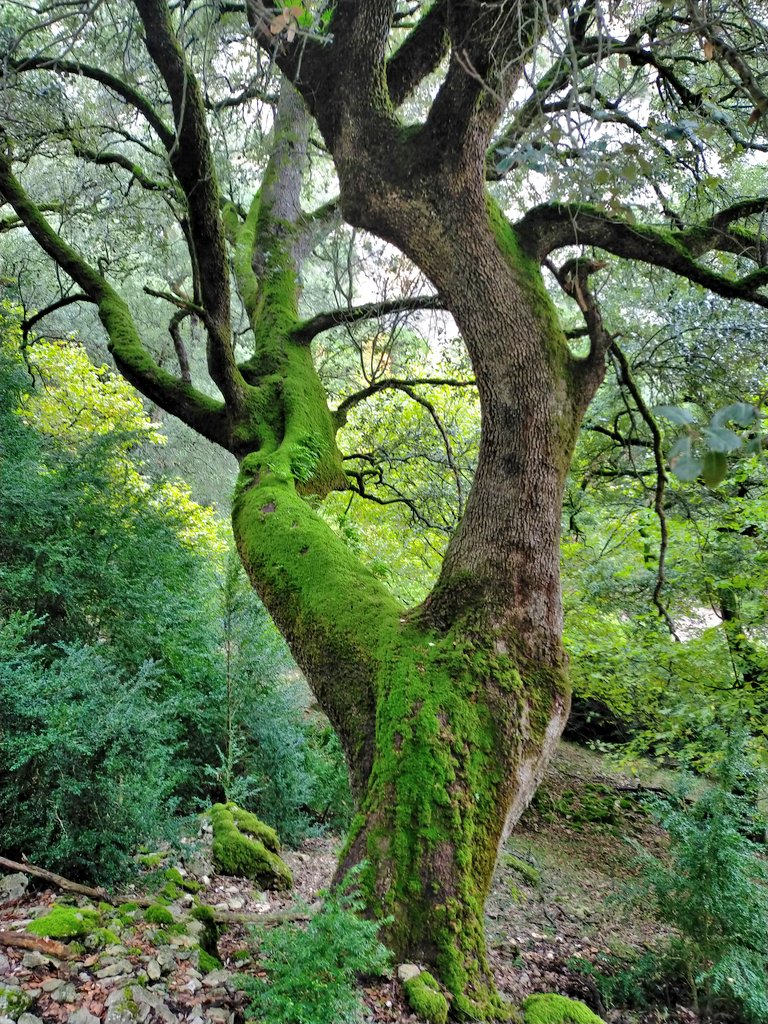 e13sirio's tweet photo. Caprichosas encinas de #Basaula #Navarra https://t.co/r913P8cmoi