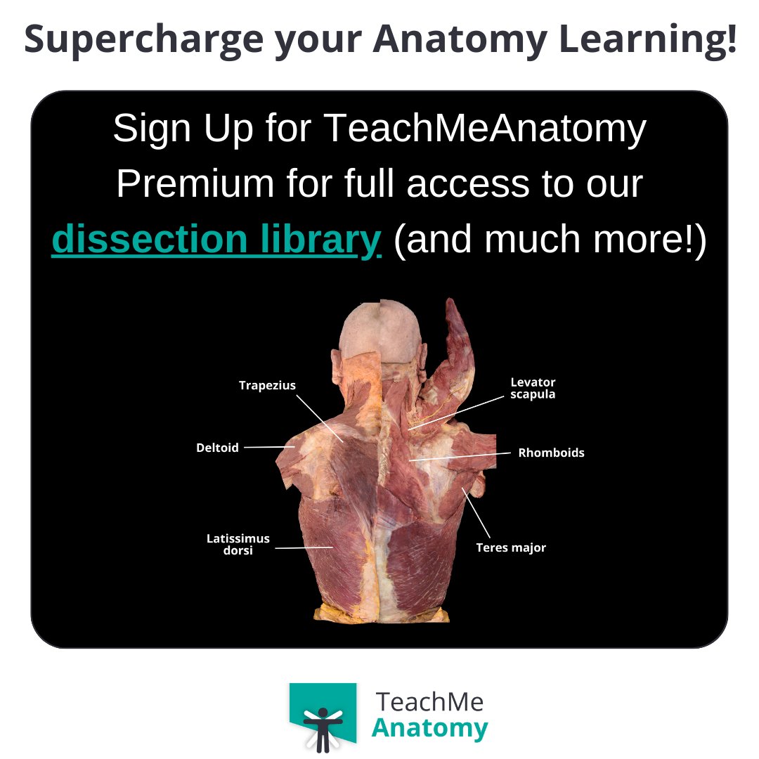 The Middle Ear - Parts - Bones - Muscles - TeachMeAnatomy