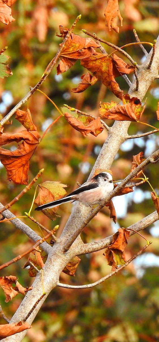 Long tailed tit in the trees. Have a good day folks. <a href="/Natures_Voice/">RSPB</a> <a href="/RSPBScotland/">RSPB Scotland</a> #BirdsSeenIn2023 🏴󠁧󠁢󠁳󠁣󠁴󠁿 #NaturePhotography #nature #wildlife #wildlifephotography #birds #birdphotography #birdwatching #TwitterNatureCommunity