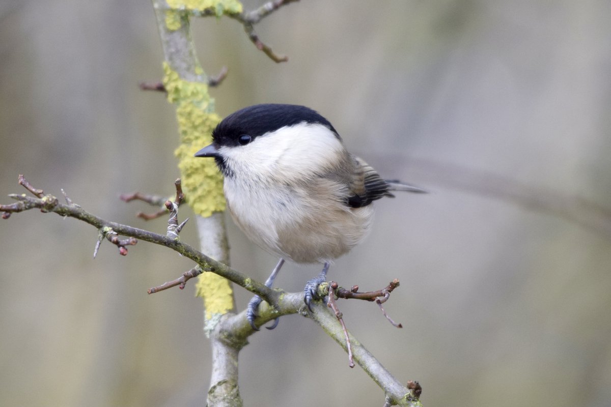 RSPB Science (@rspbscience) on Twitter photo The official results for the UK and England Wild Bird Indicators have been released
Find out what's happening in our latest blog by <a href="/F_E_Burns/">Fiona Burns</a> community.rspb.org.uk/ourwork/b/scie… #Ornithology
📷<a href="/Mark_A_Eaton/">Mark Eaton</a> The official results for the UK and England Wild Bird Indicators have been released
Find out what's happening in our latest blog by <a href="/F_E_Burns/">Fiona Burns</a> community.rspb.org.uk/ourwork/b/scie… #Ornithology
📷<a href="/Mark_A_Eaton/">Mark Eaton</a>