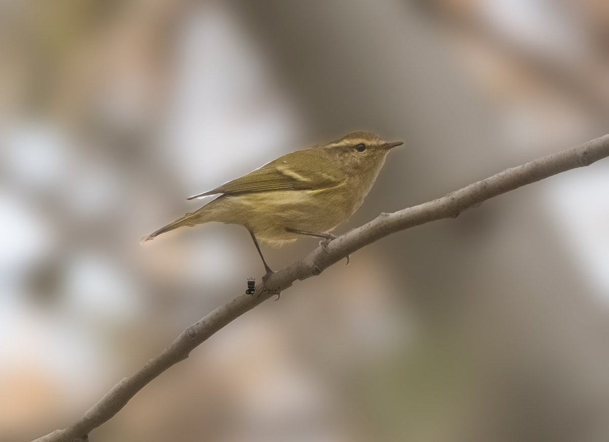 PechuhoYasir's tweet photo. Hume's Leaf Warbler
( Phylloscopus Humei )
In Sindhi: هيومي چِڪچِڪو
( Humi Chikchiko )
#Sindh #Pakistan #BirdsSeenIn2023 #NaturePhotography #wildlifefilms @OrnithoPakistan @BirdWatchDaily https://t.co/oFNUAmU5JF