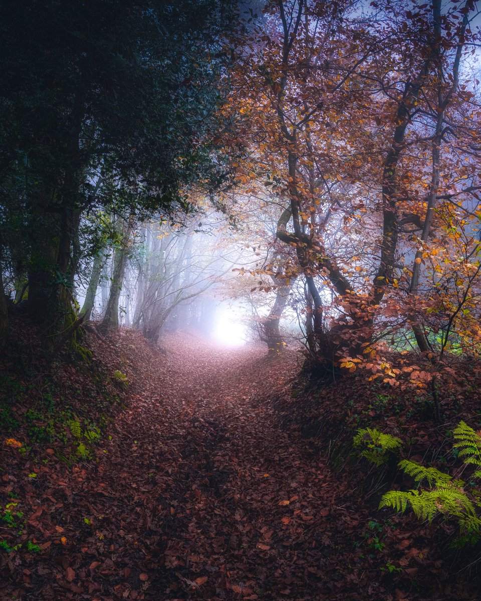 Foggy Autumn Morning

#Autumn #woodland #forest #Wales #NaturePhotography #nature #ThePhotoHour #fog #autumnleaves