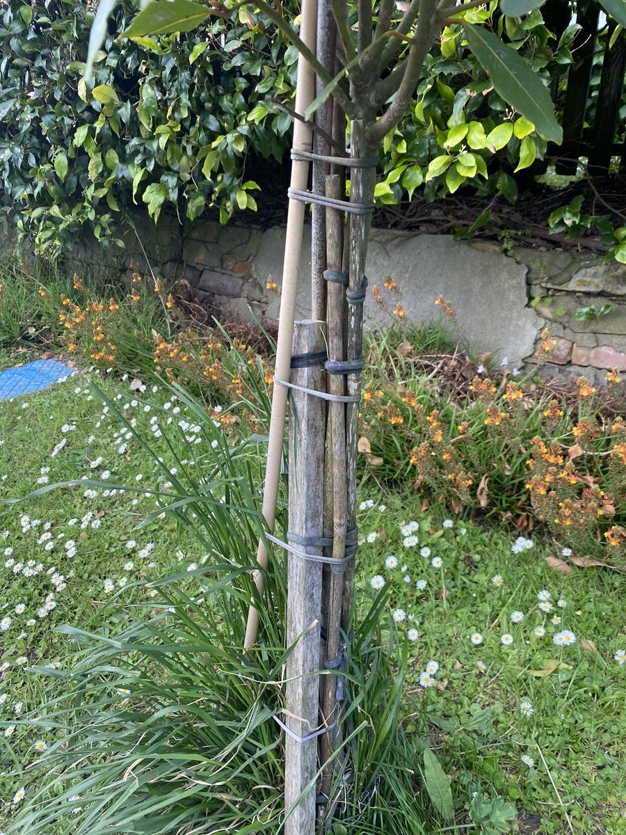 Emma Simpkins (Bodley) tweet media