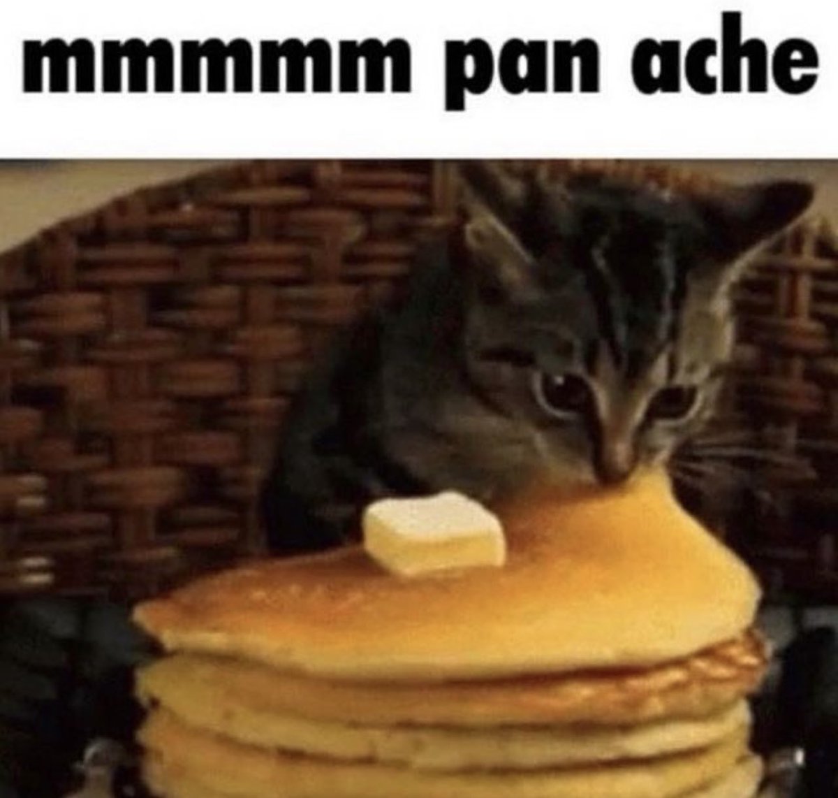 PostsOfCats's tweet image. 