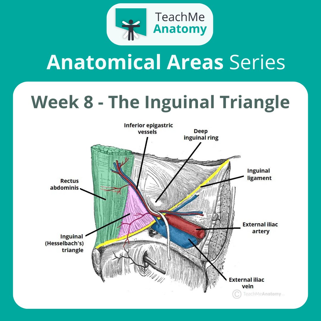 Triangular Interval - Borders - Contents - TeachMeAnatomy