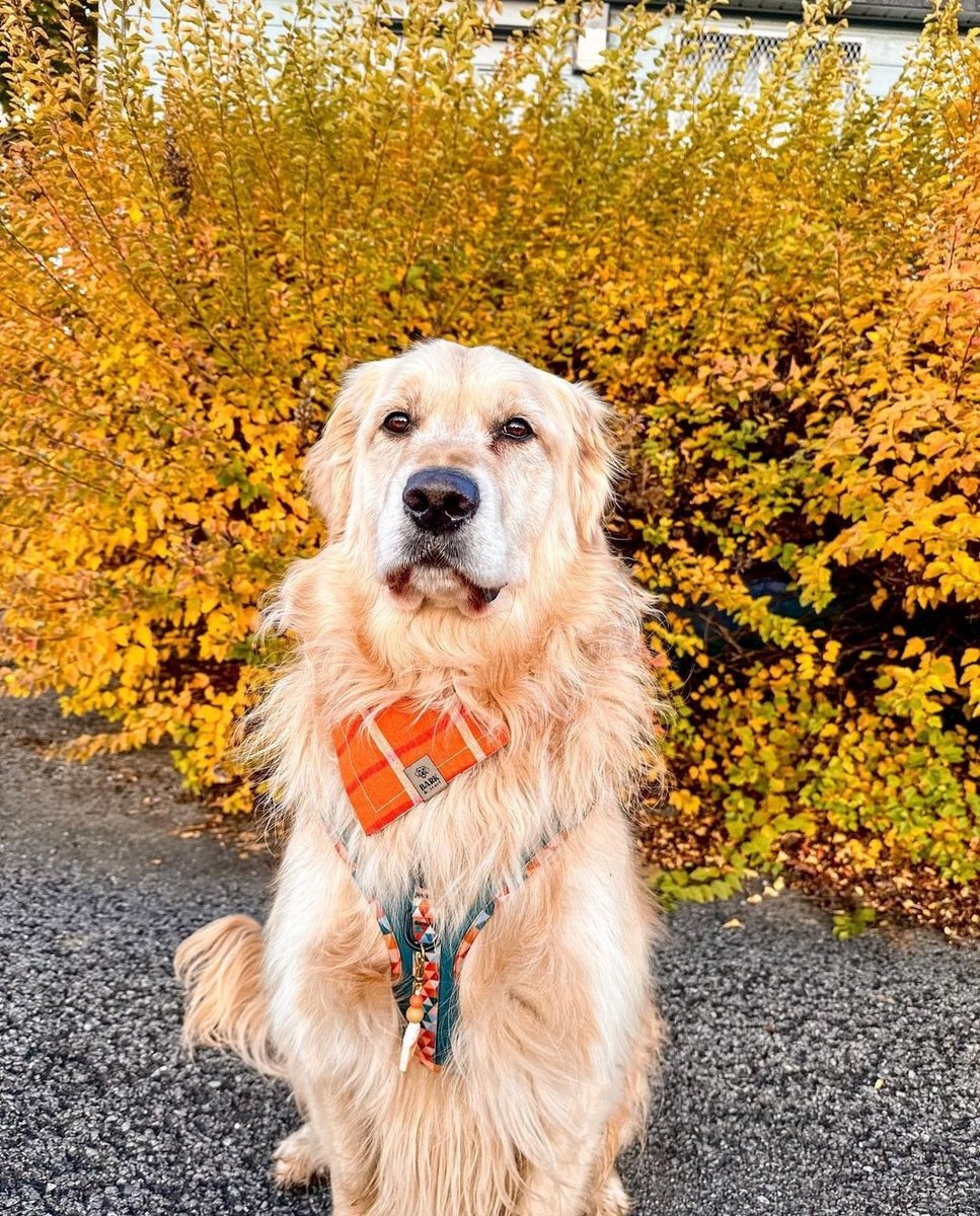 Perfect shots 📸🇺🇸🇺🇸
:
:
#retriever #retrieverpuppy #retrieverpuppys #retrievers #doggos #goldenretrieverpuppy