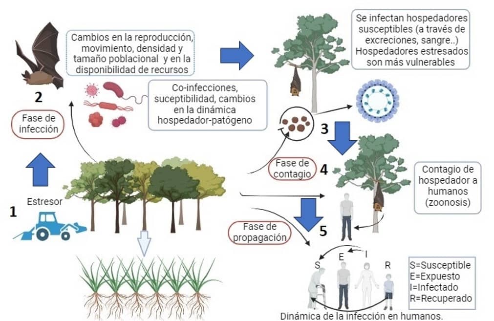 IREC_CSIC_UCLM's tweet photo. Las enfermedades zoonóticas llegan a los humanos más que por el simple contacto con animales infectados ⚠️ La clave está en la inmunidad del paisaje y en la adopción de enfoques #OneHealth, algo sobre lo que el Proyecto #LANDINM pretende arrojar luz ✅👉 https://t.co/fYLYfKyq1Q https://t.co/wuOFMmdCAH