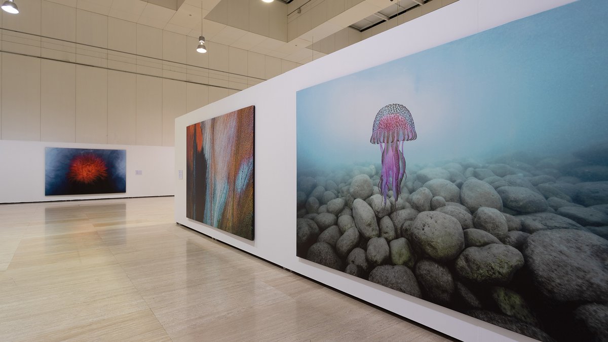 MuseoUA's tweet photo. MARE LUCIDUM de ÁNGEL FITOR, una muestra de la belleza biológica, plástica y simbólica que aún alberga el mar Mediterráneo y una crónica de algunos de los problemas que lo asfixian. Hasta el 28/01 en @MuseoUA @angelfitor https://t.co/wXKitzYuuE