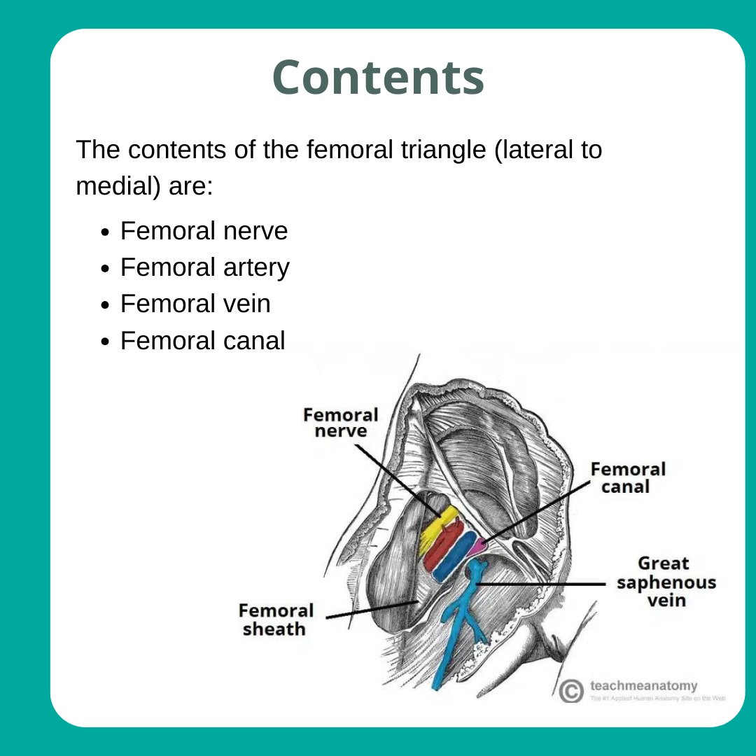 Triangular Interval - Borders - Contents - TeachMeAnatomy