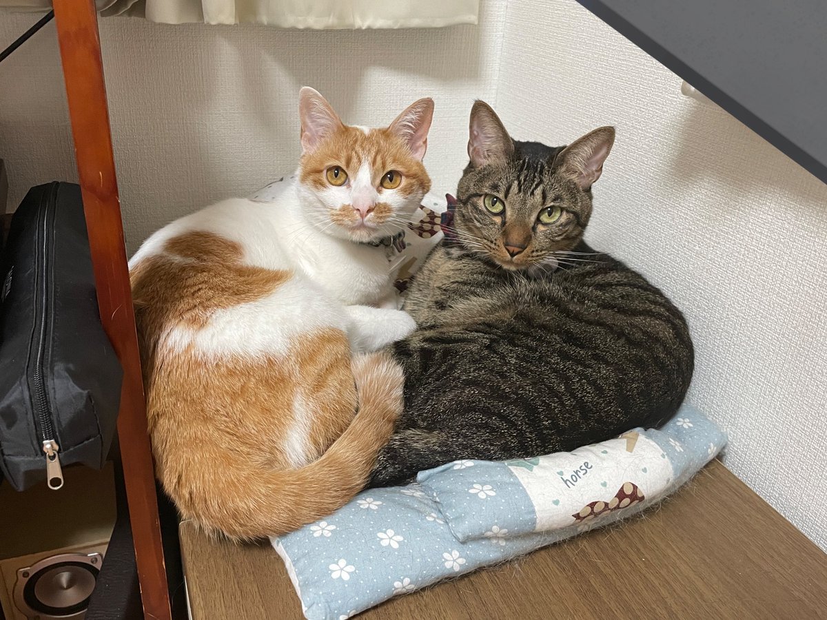 お久しぶりです🙋‍♀️

更新できてない間にもずくは3歳になりました🎂🎉
そしてまだまだ仲良しは健在です🫶