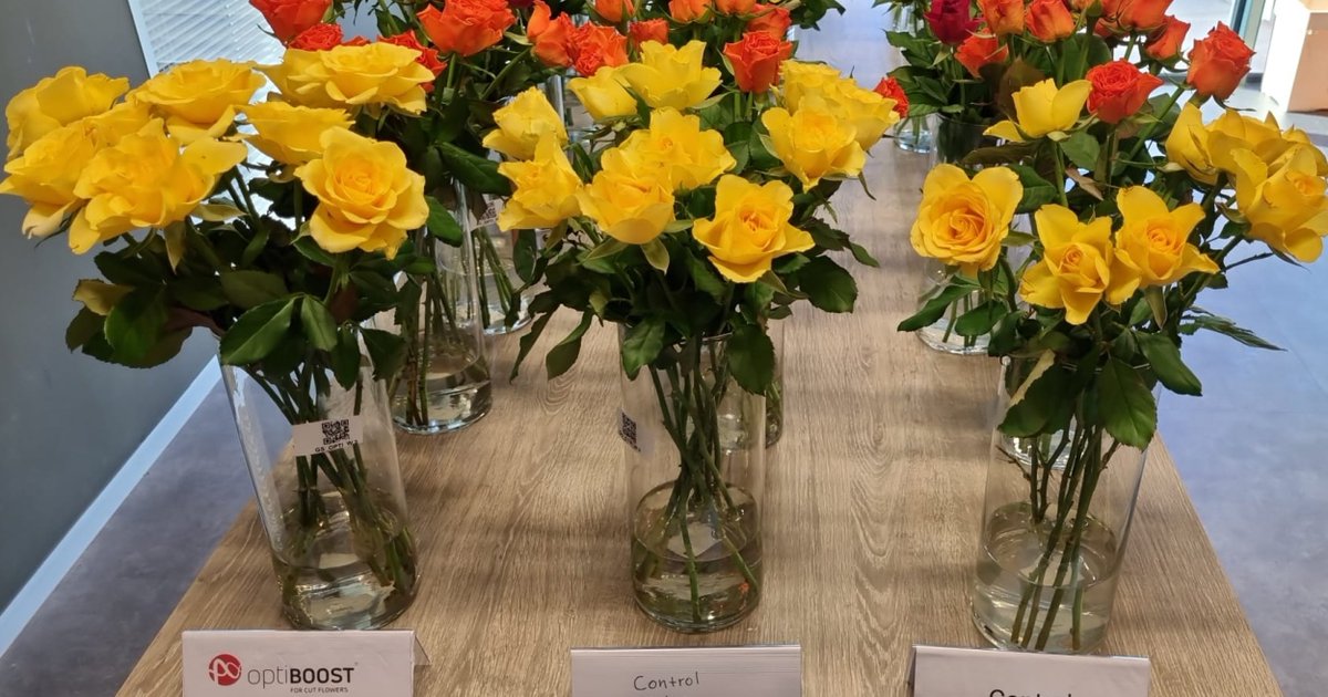 Join us today for an open house at our Aalsmeer test center!
Explore treatment examples in our stunning vase room and dive into the world of OptiBoost technology.
Don't miss this opportunity to discover innovation in full bloom! 🌹🌹🌹
 #OptiBoost #AalsmeerOpenHouse #cutflowers