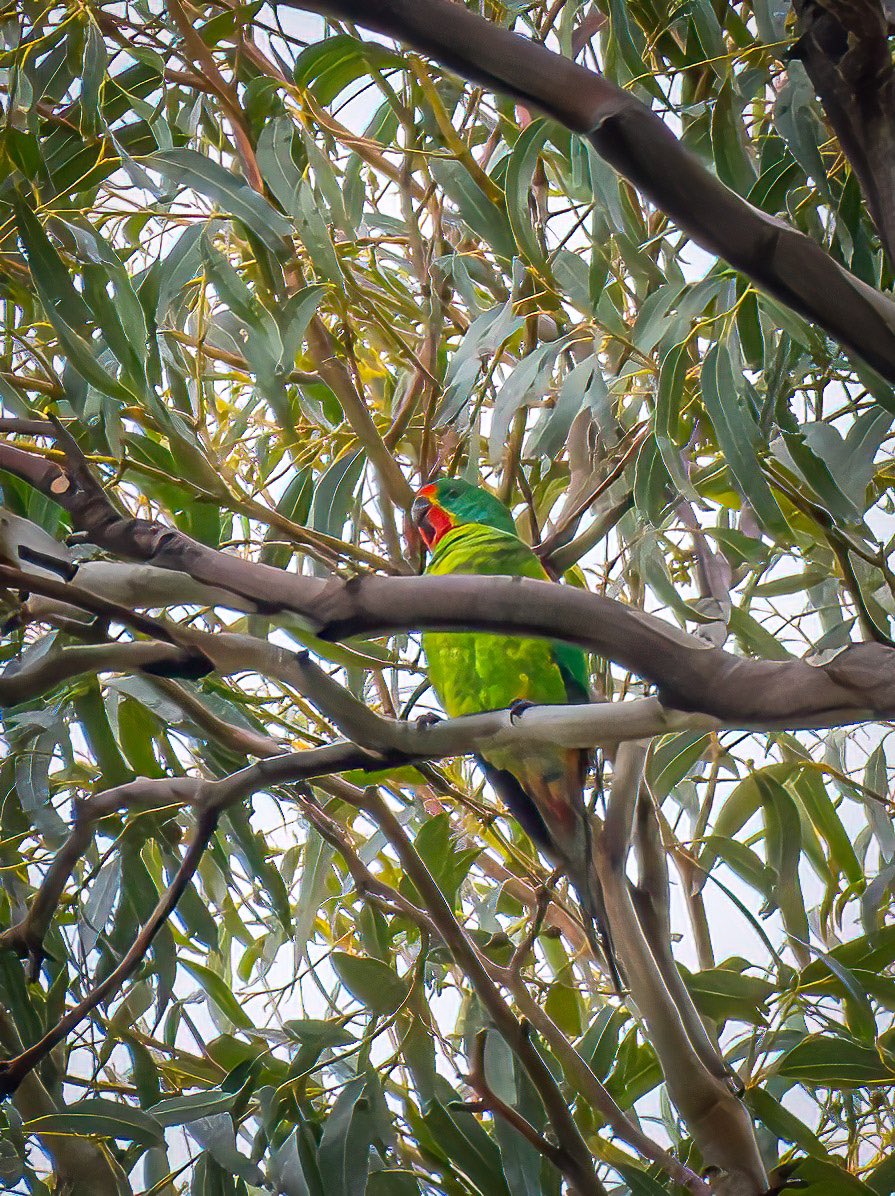 JoelFishEcology's tweet image. (Sorry not the best photo) Evidence we have the critically endangered swift parrot in our backyard! They are fast little birds and hard to get shot in the low light. 
#swiftparrot #tasmania