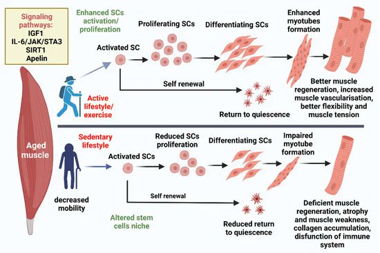 💪🏼👵🏼Skeletal Muscle Stem Cells in Aging

#StrengthSavesLives

mdpi.com/2073-8994/14/1…