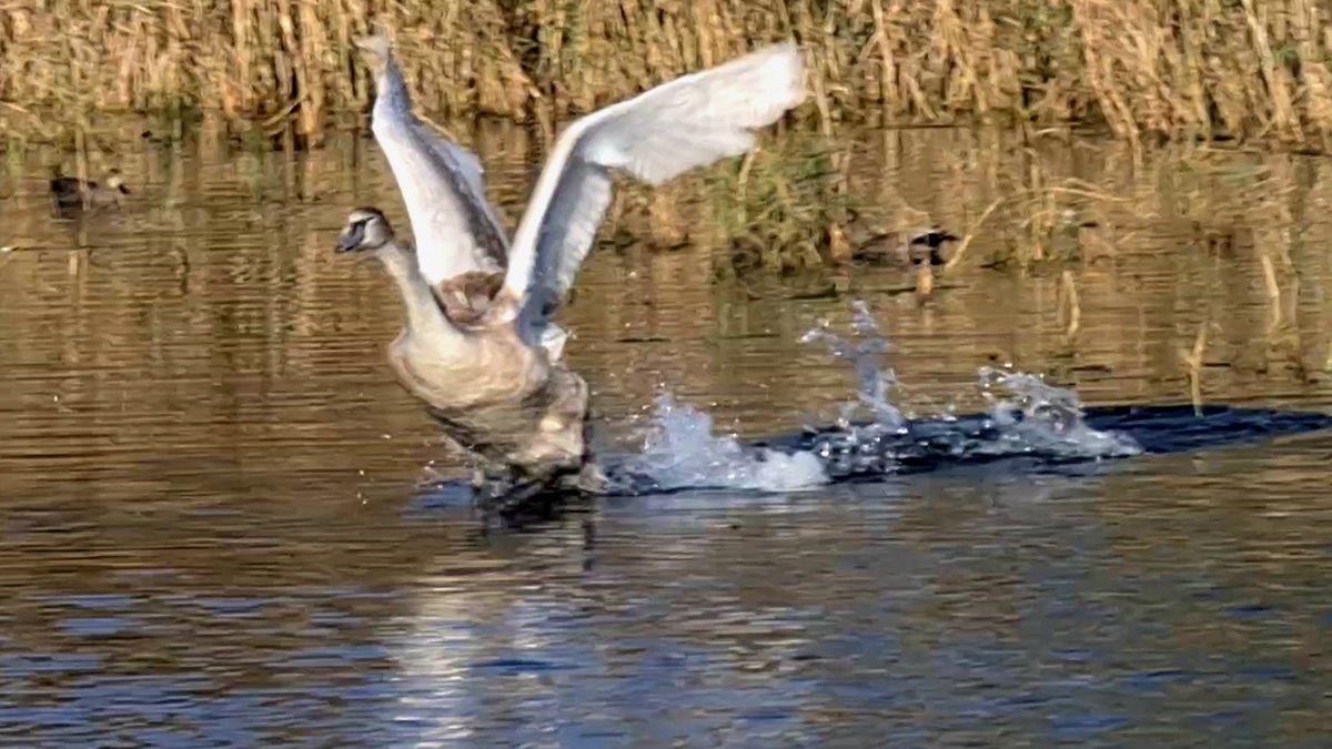 'Learning to fly' great song! Name the artist 😀. Caption your nature photos with a song title ⬇️ #wetlandwednesday