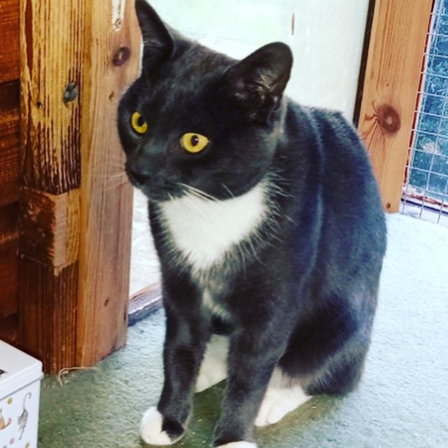 At only 9 months old, Arlo’s already had a rough start to life loosing his tail to injury. He’s now fit and healthy and looking for his #FureverHome. We hope this loving boy will be snapped up soon! 🤞🏼 
#AdoptDontShop #TuxedoCat #CatsProtection #HereForTheCats
