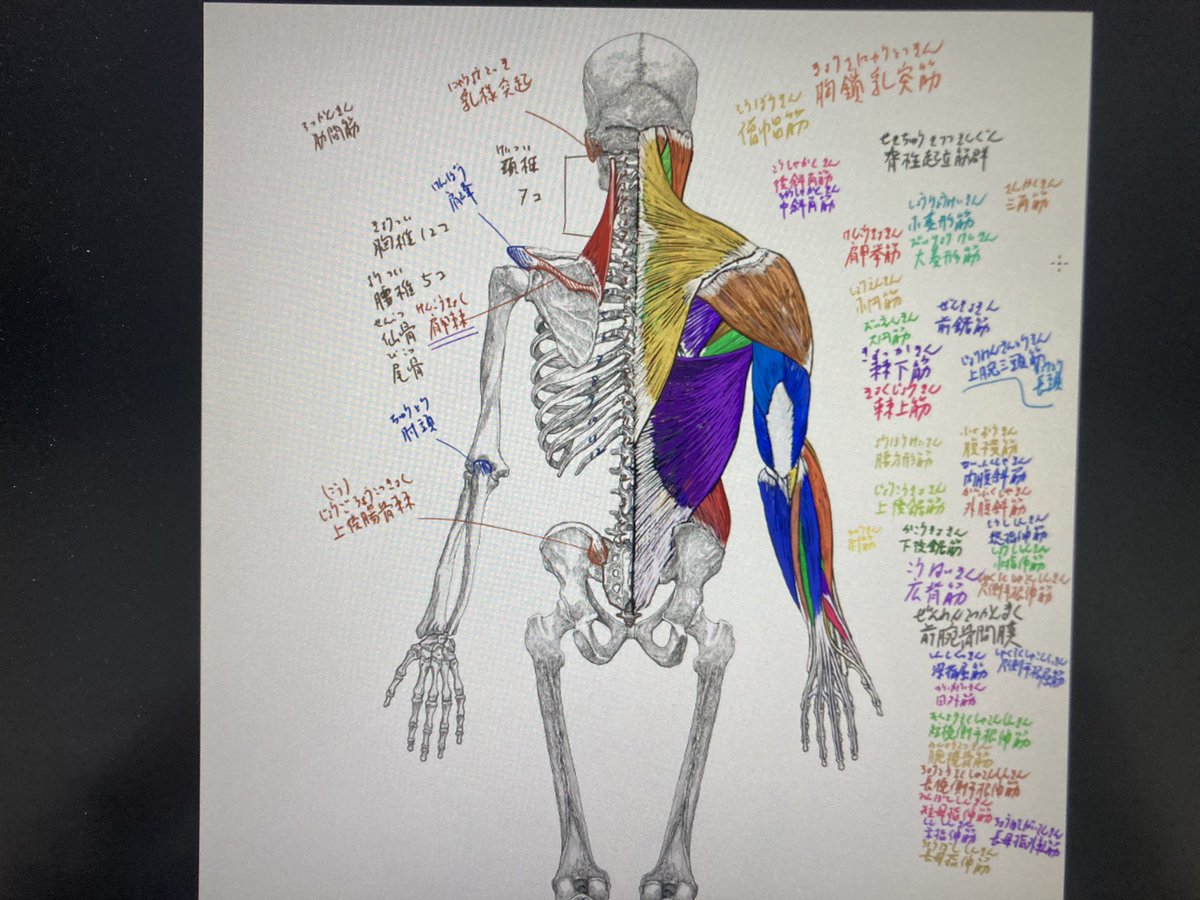今日の美術解剖学のデジタル板書 #美術解剖学 #京都精華大学