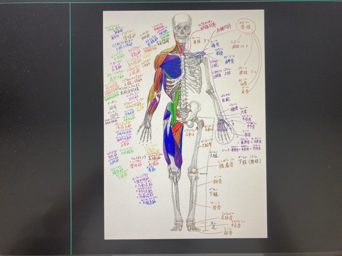 今日の美術解剖学のデジタル板書 #美術解剖学 #京都精華大学