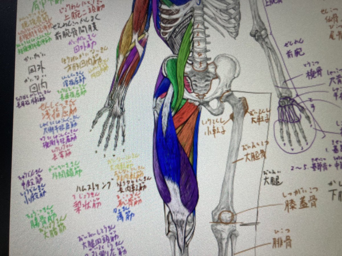 今日の美術解剖学のデジタル板書 #美術解剖学 #京都精華大学