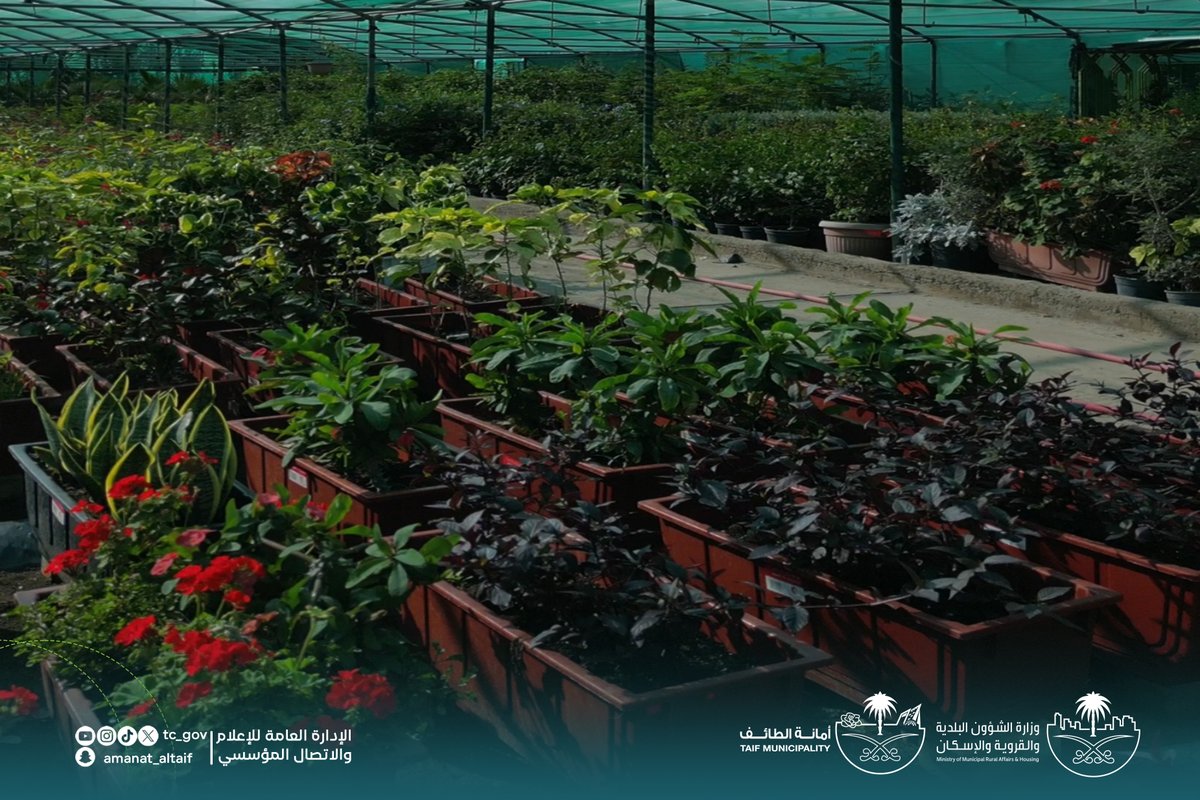 أمانة الطائف tweet media