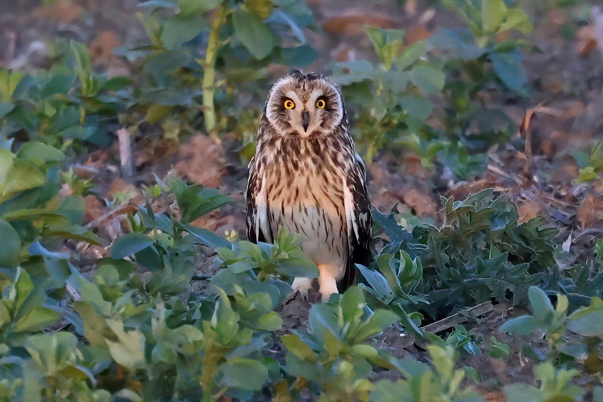 It's all about stealth and fieldcraft when photographing Short-eared Owls. I got this close and it still hadn't seen me!!!