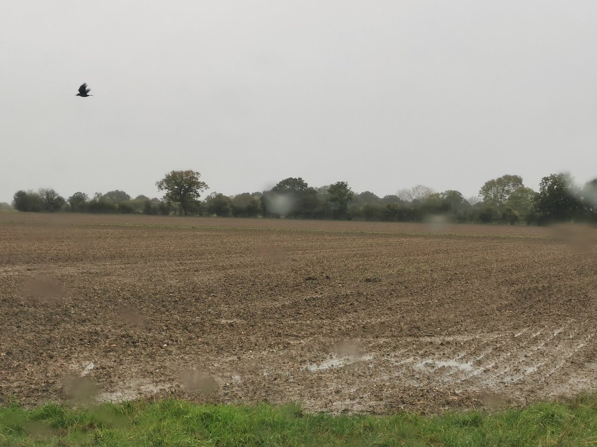 Drilled a month ago.
80 acres.
Not a God damn plant.
Farming. 
It's not for the faint hearted is it?