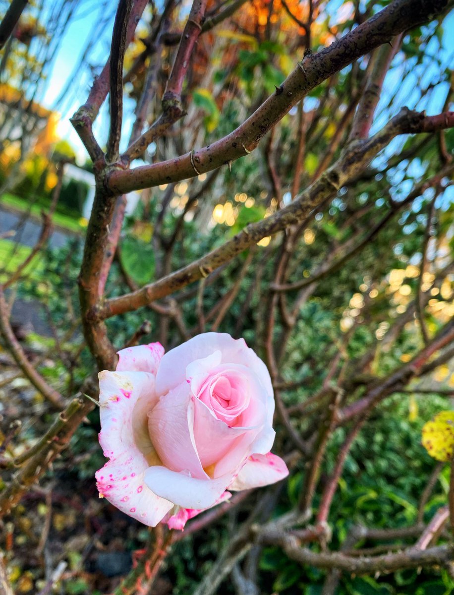 Weather not so good out there today for gardening. Will don waterproofs and see how it goes! Here’s a lovely rose for #RoseWednesday taken yesterday! Hope you keep warm and dry today 🥰 #GardeningTwitter #GardeningX #BeKindAlways #WindandRain