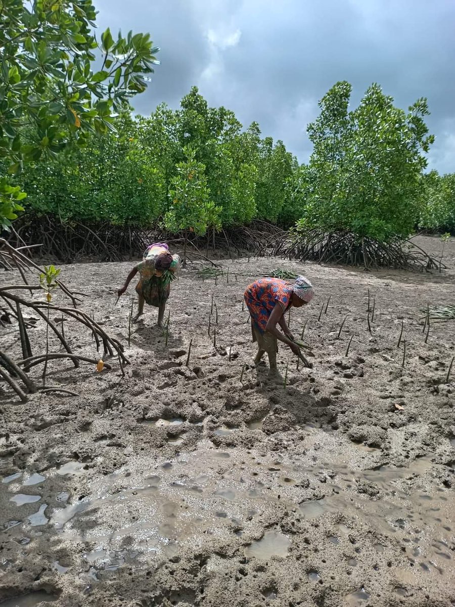 Mangroves Restoration