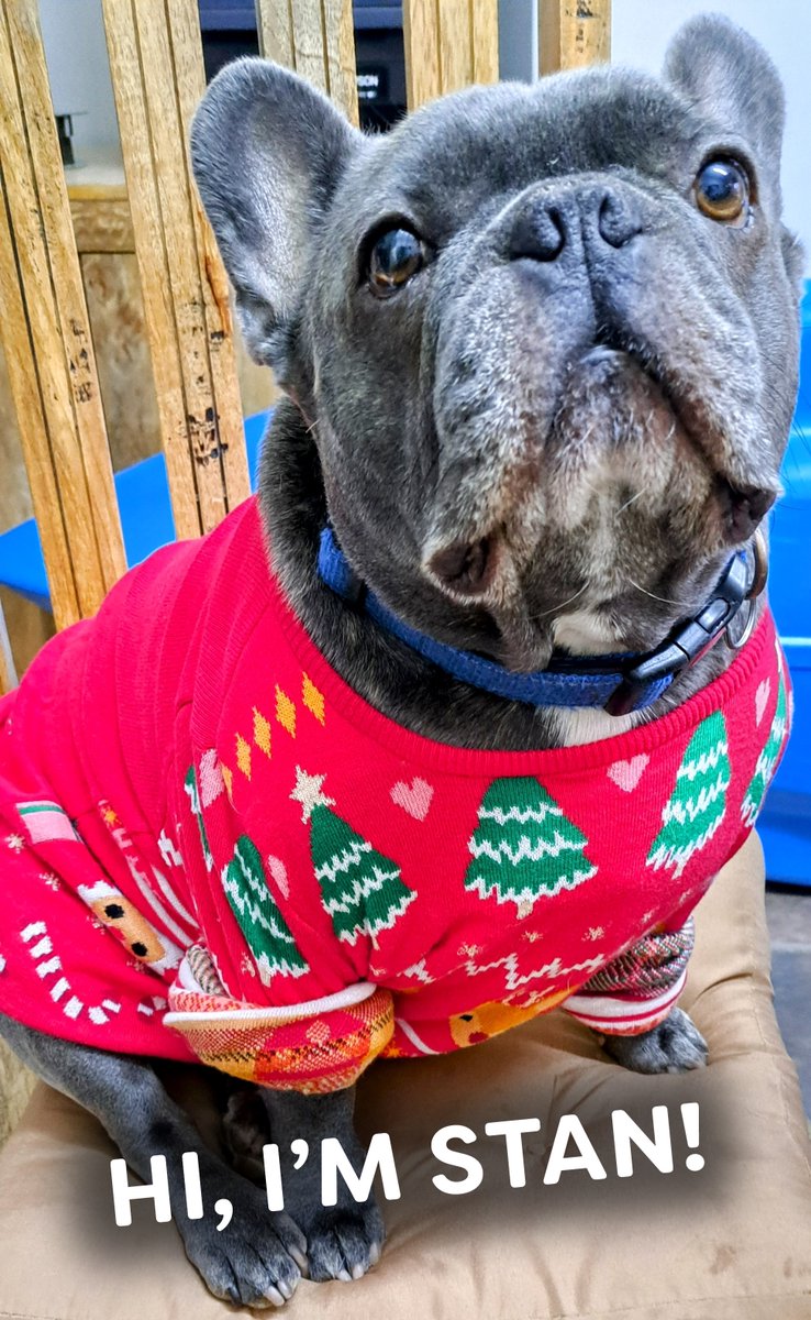 TheOwlCentre's tweet photo. So seeing as pets play a huge part in our lives, it seems @theRCOT #OTWeek23 has temporarily turned into #PetsOfOTWeek23, so here goes!
First up, it's the battle of the Christmas clobber!
Who wears it best? Stan or Pep? 🤣
(A dog is for life not just for Christmas BTW!)
🦉 https://t.co/Z07Sj3STJM
