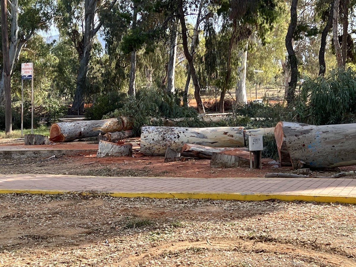 ChristofakisN's tweet image. Παλιά αμερικανική βάση στο ελληνικό κόβουν 10 μέτρα δέντρα πολλών ετών…για να φτιάξουν το μεγαλυτερο  πάρκο !
Μπράβο στην ανάπτυξη της #lamdadevelopment #lamda