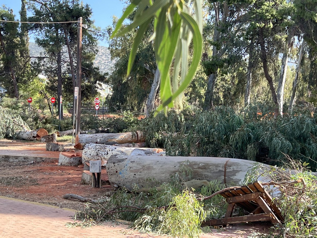 ChristofakisN's tweet image. Παλιά αμερικανική βάση στο ελληνικό κόβουν 10 μέτρα δέντρα πολλών ετών…για να φτιάξουν το μεγαλυτερο  πάρκο !
Μπράβο στην ανάπτυξη της #lamdadevelopment #lamda