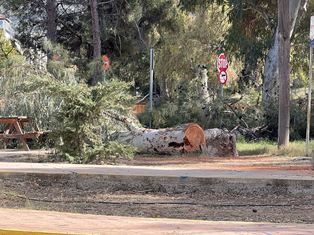 ChristofakisN's tweet image. Παλιά αμερικανική βάση στο ελληνικό κόβουν 10 μέτρα δέντρα πολλών ετών…για να φτιάξουν το μεγαλυτερο  πάρκο !
Μπράβο στην ανάπτυξη της #lamdadevelopment #lamda