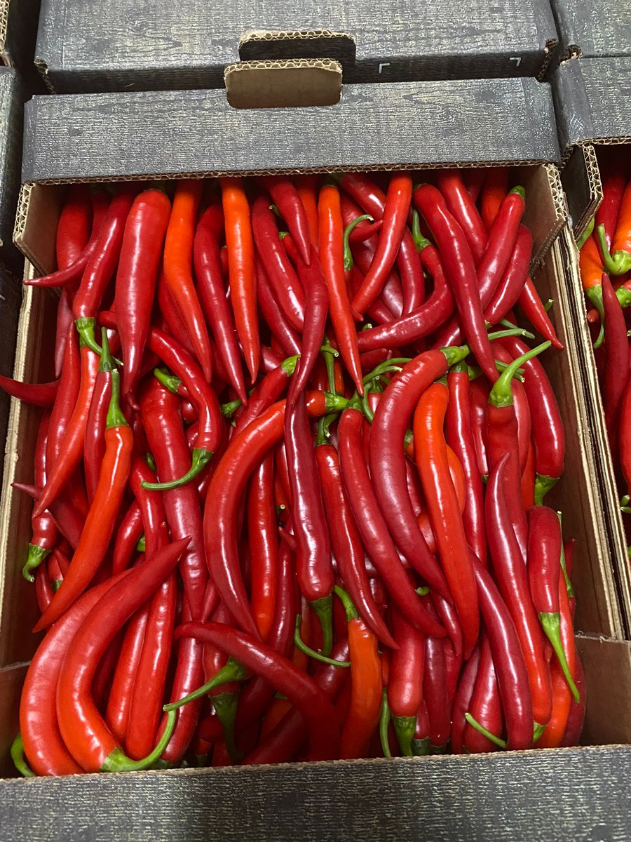 Or should you put a touch of Red🔴 today? Round Toms🍅, Habaneros &amp; Red Chillies 🌶️with us now! #NicolasGarden #Chillicious #Pepperfectness