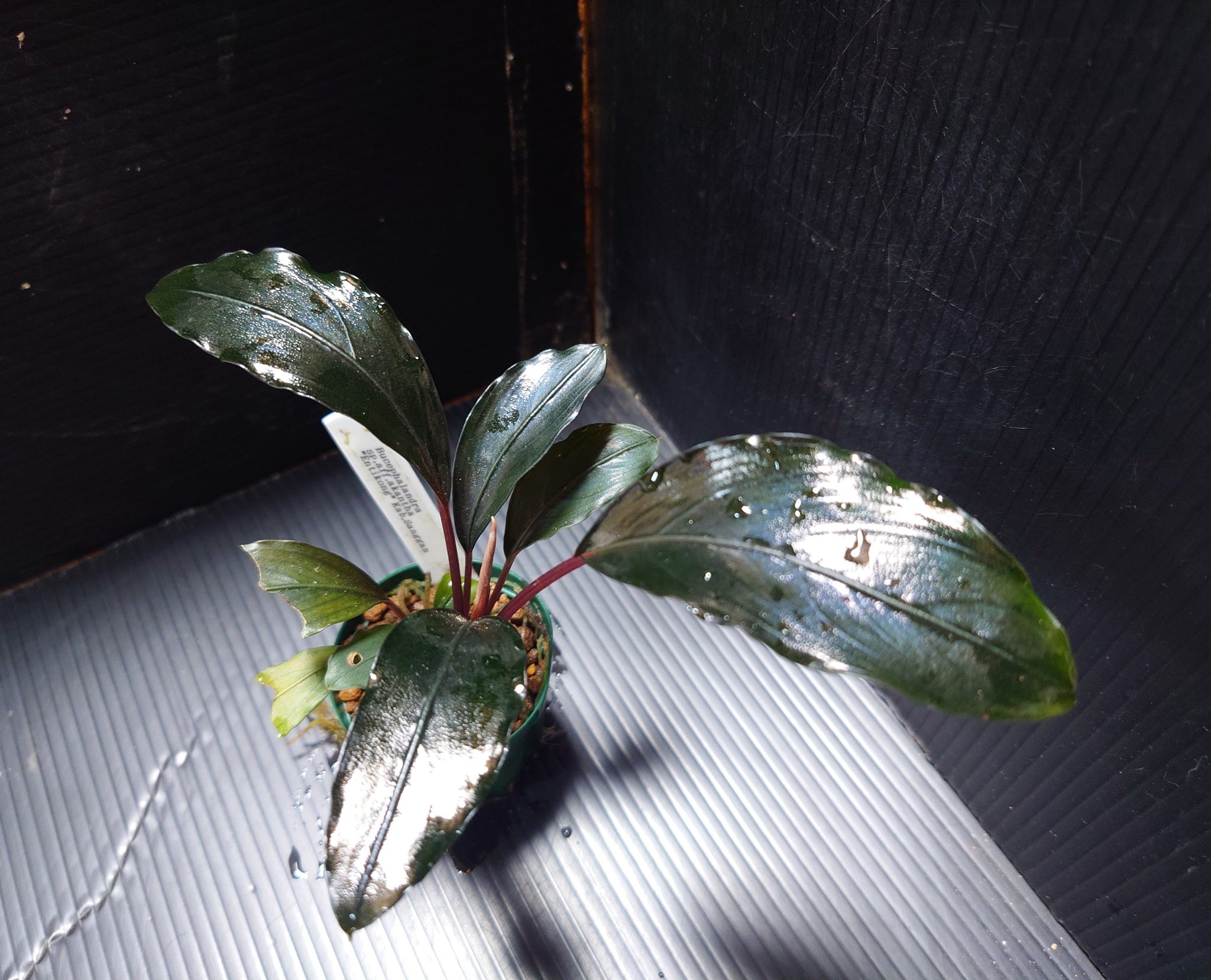 ブセファランドラ　ウンティコン　TB m88043402629_1.jpg?1739192741