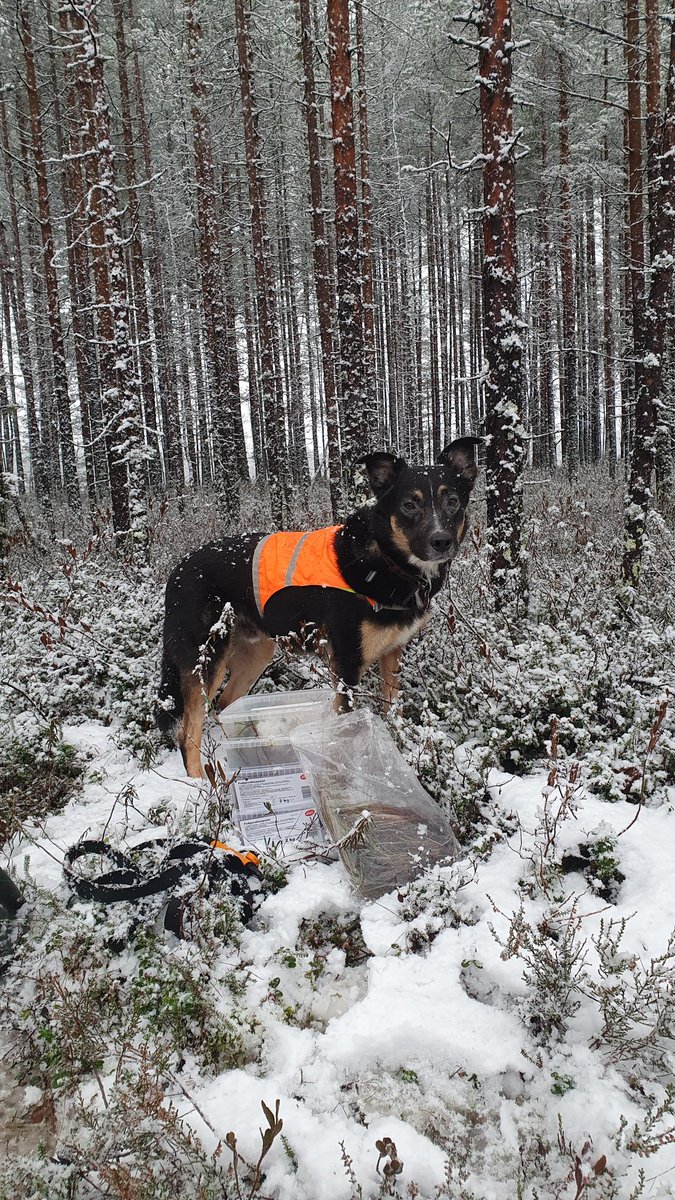 MariKononen's tweet photo. About the last moments to pick Eriophorum and mosses for an experiment. #WinterIsComing or should we say #WinterIsHere
 #ShrubC https://t.co/4ye5pMoOrr