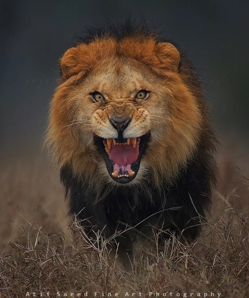 Photographer Atif Saeed took this stunning image of a lion, milliseconds before it charged. He managed to jump back into his vehicle, fortunately having left the door open