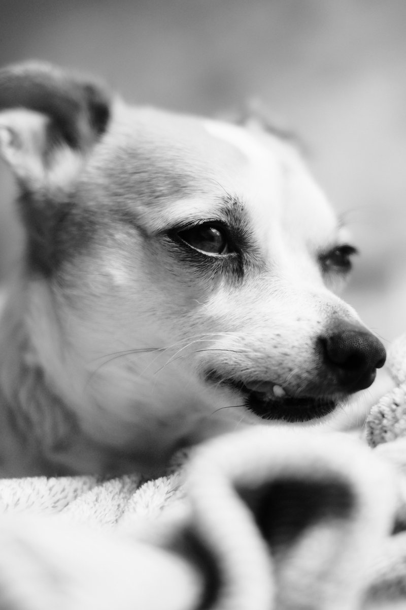 archipixel's tweet image. my little boy
.
#hund 
#dogcontent
#hundkatzemaus
#blackandwhitephotography