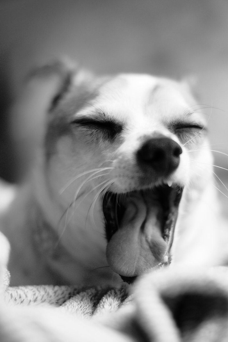 archipixel's tweet image. my little boy
.
#hund 
#dogcontent
#hundkatzemaus
#blackandwhitephotography