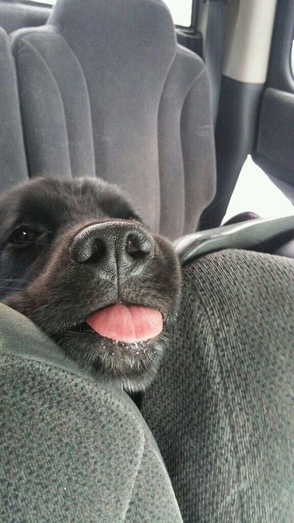 💖 (@twaniimals) on Twitter photo 