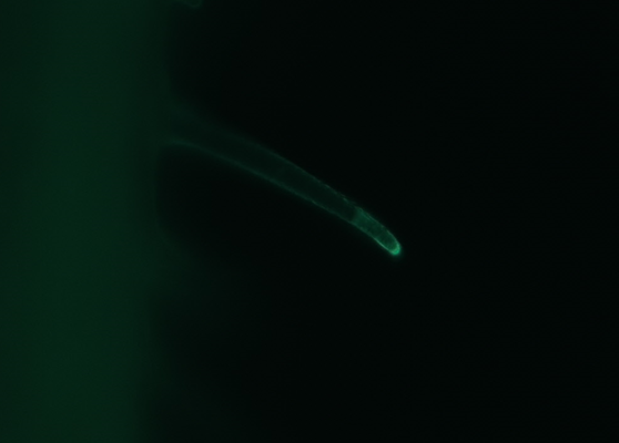 Chenxin Li, PhD (@chenxinli2.bsky.social) tweet media