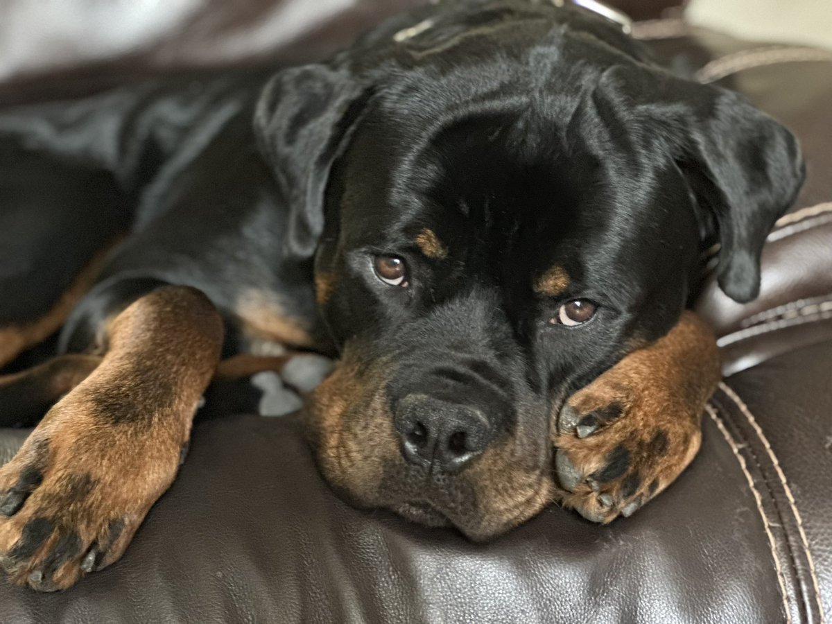 “Saban” doesn’t seem worried about any Bulldogs. #RRRRTR!