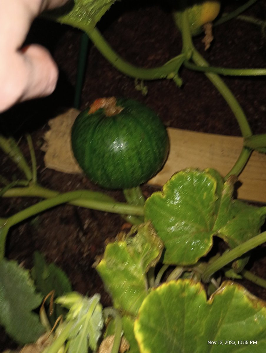 HugAThugProgram's tweet image. Our pumpkin