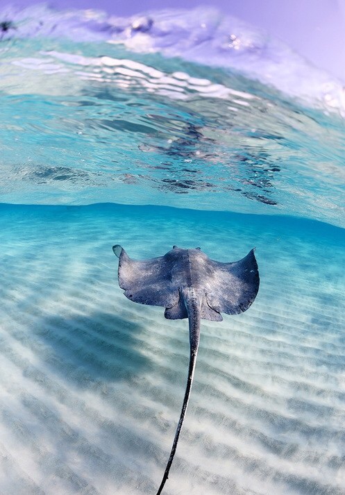 Cayman_Islands's tweet image. Experience beauty that goes beyond surface level. Plan your trip by visiting v-ci.com/3u8Xv6f.