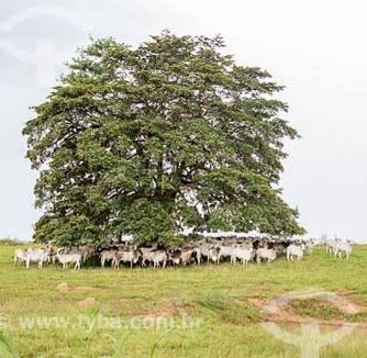 Depois acham ruim chamá-los de gado.
