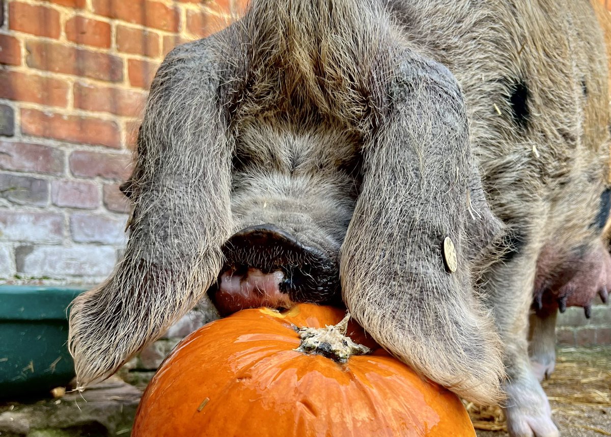 No pumpkin waste here!

Our rare breed animals have been enjoying the left over pumpkins from Halloween!
Not only do they love them they contain plenty of goodness with fibre, protein and vitamins. 
The other bonus to them is they can act as a natural dewormer too.