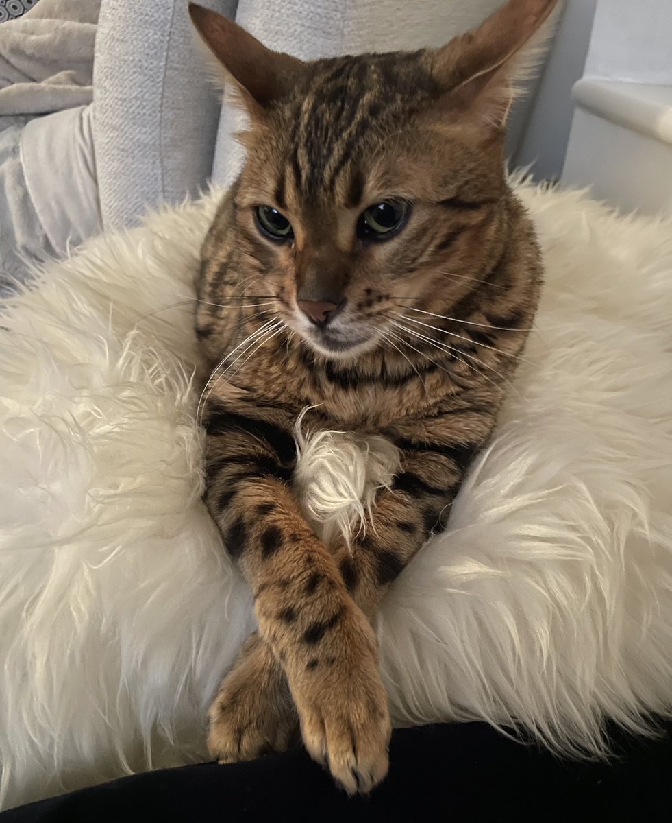 Hogging the fluffy blanket and the heat of the radiator. 
#cosy #cats #bengal #rescue