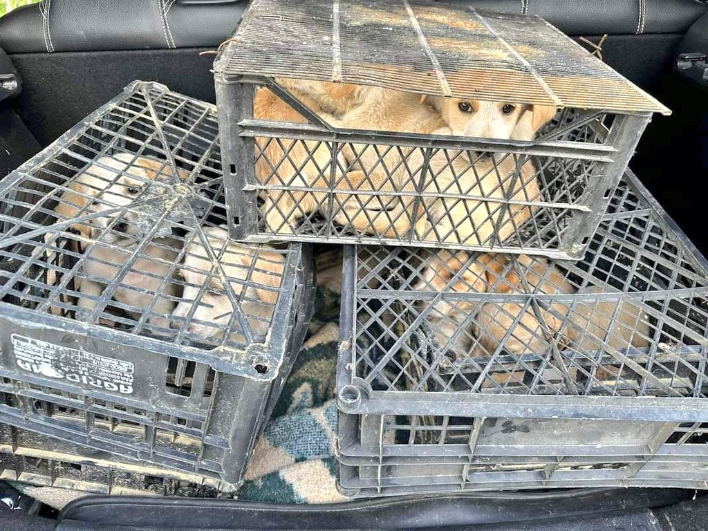 🆘️URGENT URGENT🆘️ LOOK AT THIS PICTURE... YOU WILL PROBABLY THINK ITS FROM A DOG MEAT TRADER IN CHINA THIS IS BOSNIA IN THE CRATES ARE 10 RETRIEVER PUPS, THEIR MOTHER MURDERED BECAUSE SHE ATE A CHICKEN AS SHE WAS STARVING, SHE WAS SHOT DEAD IN FRONT OF HER PUPS cont...