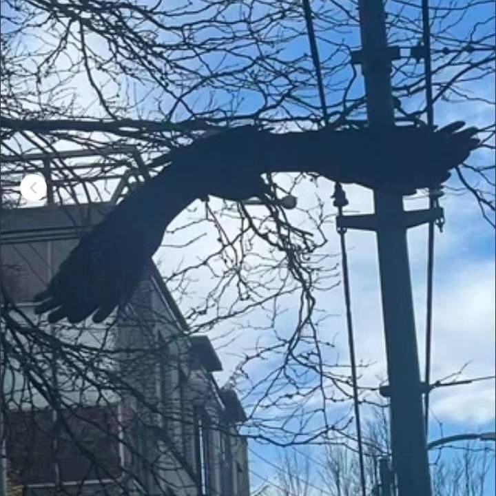 Birds in the Trap <a href="/trvisXX/">TRAVIS SCOTT</a> 

#Portland #PDX #Peta #Nature