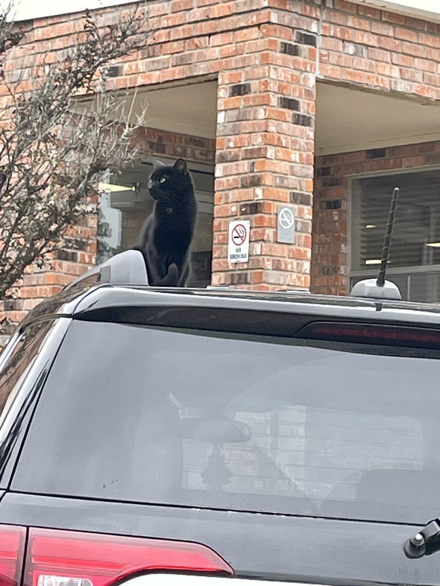 artdecored's tweet photo. One of three black cats at yet another nursing home where I work #feralcats https://t.co/TyzCdVUUXS